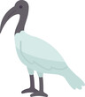 ibis  icon