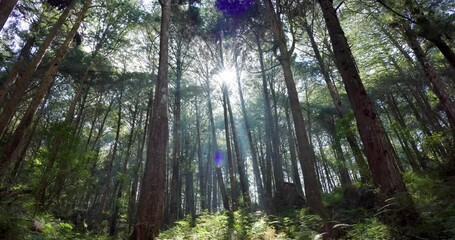 Wall Mural - sunlight sunbeams through wood in forest landscape in alishan national forest recreation area