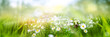 Spring landscape with daisies in a meadow and sunny bokeh. Seasonal nature background. Horizontal close-up with short depth of field.