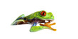 Red-eyed tree frog leaning on a white sheet and observing, Agaly