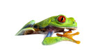 Fototapeta Zwierzęta - Red-eyed tree frog leaning on a white sheet and observing, Agaly