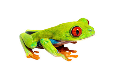 Sticker - Side view of a Red-eyed tree frog, Agalychnis callidryas, isolated on white
