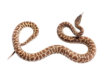 Wall Mural - rainbow boa sniffing tongue out, epicrates cenchria, isolated on white