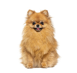 Wall Mural - red pomeranian dog panting and sitting in front, isolated on whi