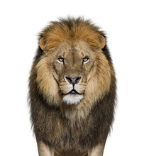 Portrait Of A Male Adult Lion Looking At The Camera