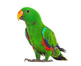 Standing Green amazon parrot bird, isolated on white