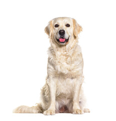 Wall Mural - golden retriever panting, sitting in front and looking at tha camera, isolated on white