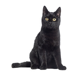 Poster - Black Kitten crossbreed cat, sitting and looking up, isolated on white