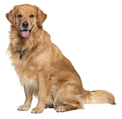 Poster - Happy sitting and panting Golden retriever dog looking at camera, Isolated on white
