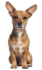 Fototapete - Crossbreed dog with big ears looking at the camera, sitting, Isolated on white