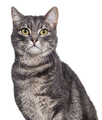 Poster - Head shot of a Grey tabby cat sitting and looking at the camera, isolated on white