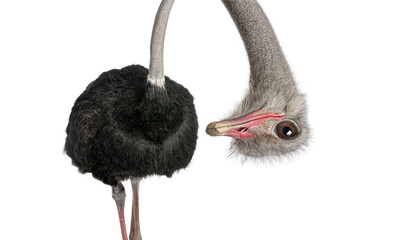 Wall Mural - Portrait of a funny and cute Male ostrich upside down; head down. with a perspective effect shrinking the body which creates a lot of depth, isolated on white