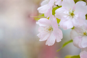 Wall Mural - tender flowers of blooming sakura closeup with selective focus.