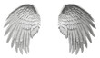 Separated angel wings on transparent background. Generative AI.