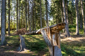 Canvas Print - Broken tree in a dense green forest