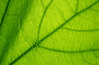 © assistant - Macro texture of green leaf