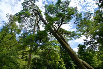 Wall Mural - Fallen pine trees and support trees.