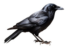 Crow Bird In Transparent Background. Generative AI.