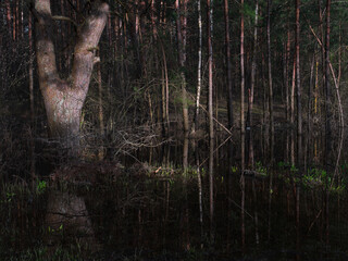 Wall Mural - pine forest reflection of trees in spring water