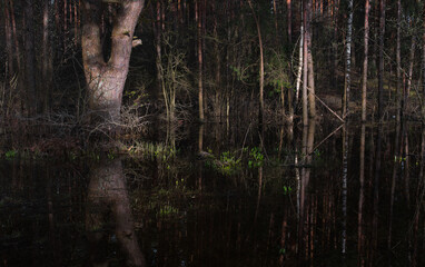 Wall Mural - pine forest reflection of trees in spring water