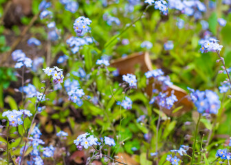 Spring or summer flowers landscape. Blue flowers of Myosotis or forget-me-not flowers  blurred background of flowerpots and more flowers.