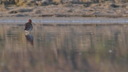 Poster - Black tailed godwit in the swamp at hunt (Limosa limosa)