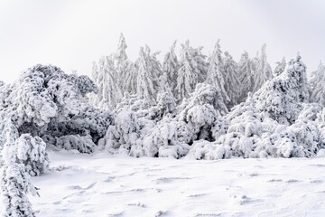 Canvas Print - Tranquil winter scene featuring a group of leafless trees covered in a light dusting of snow