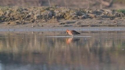 Poster - Sunrise in the wetlands, the black-tailed godwit at hunt (Limosa limosa)