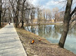 Ogar ducks on the shore of a pond in Lefortovo Park in spring. Moscow
