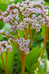 Pink badanum flower (bergenia) close-up growing in the garden