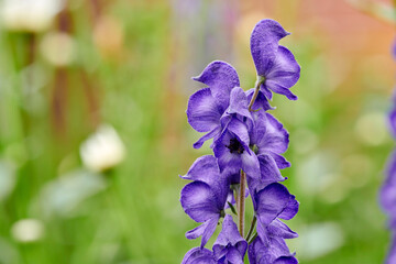 Wall Mural - Beautiful flowers from my garden. A series of beautiful garden photos.