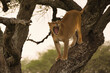 Löwin auf Baum schlafend und gähnend. Tanzania, Ndutu Schutzgebiet 