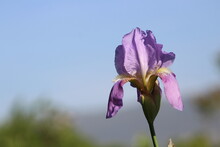 Blue Iris Germanica Or Bearded Iris Flower On Natural Background In Landscaped Garden. Close Up.
