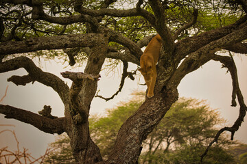 Löwin auf Baum schlafend und gähnend. Tanzania, Ndutu Schutzgebiet 