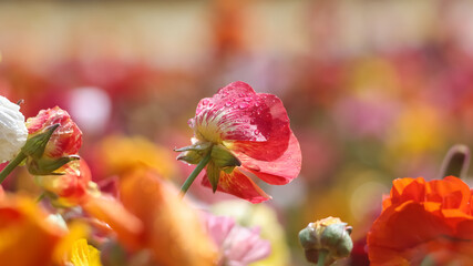 Wall Mural - Red Giant Tecolote ranunculus flower at Carlsbad flower field, California.