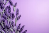 Fototapeta Lawenda - lavender with blank background