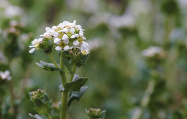 Wall Mural - Beautiful close-up of cochlearia officinalis