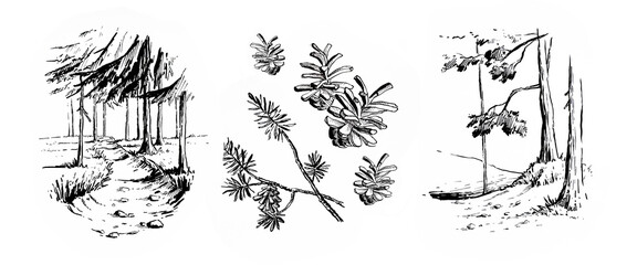 set of illustrations black and white sketches forest pines path cones and branches