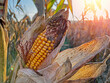 Rotting Close-up yellow ripe corn on stalks for harvest in agricultural cultivated field