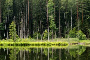  Lake in the forest