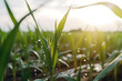 Generative AI water drop on crop plant. Drought climate change concept
