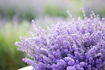 Canvas Print - Big bunch of lavender in blossom, close up, copy space. Fragrant lavender flowers with pleasant scent, beauty of nature at home