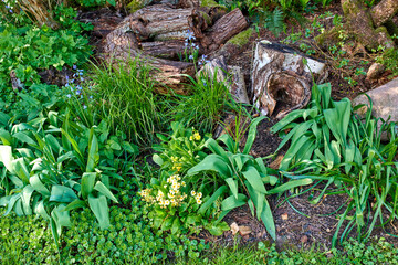 Wall Mural - Beautiful flowers from my garden. A series of beautiful garden photos.