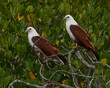 A pair of Brahminy kites sitting in the mangroves on The Noosa River, Noosa, Queensland, Australia