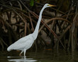Great egret fishing in the mangroves on The Noosa River, Noosa, Queensland, Australia.