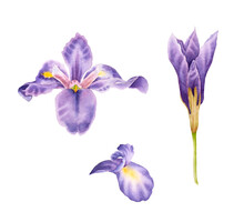 Set Of Hand Drawn Watercolor Irises. Watercolor Purple Iris.