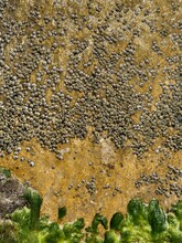 Barnacles On Rock With Green Sea Moss