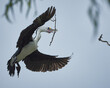 An Australian pied cormorant approaching the nest with a twig in it's beak at Noosa Heads, Queensland, Australia.
