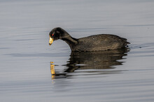 American Coot (Fulica Americana) Searching For Food
