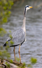 Wall Mural - grey heron fishing from the lakeside